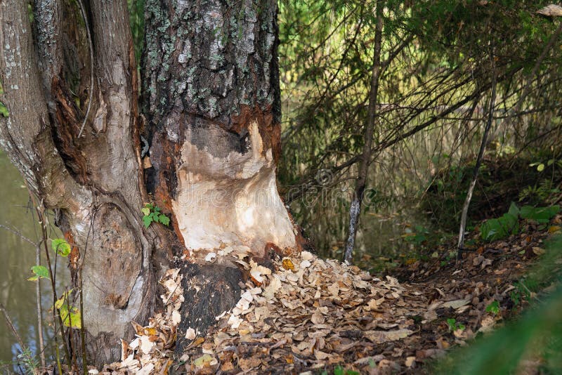 TREE GNAWED BY BEAVERS NEAR A RIVER IN SUMMER DAY. TREE GNAWED BY BEAVERS NEAR A RIVER IN SUMMER DAY