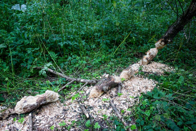 Fallen tree gnawed by beavers near the river outdoor. Fallen tree gnawed by beavers near the river outdoor