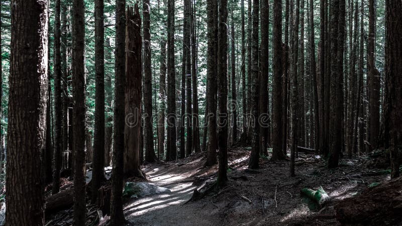 Alberi alti in foresta scura fotografia stock libera da diritti Alberi alti in foresta scura fotografia stock libera da diritti