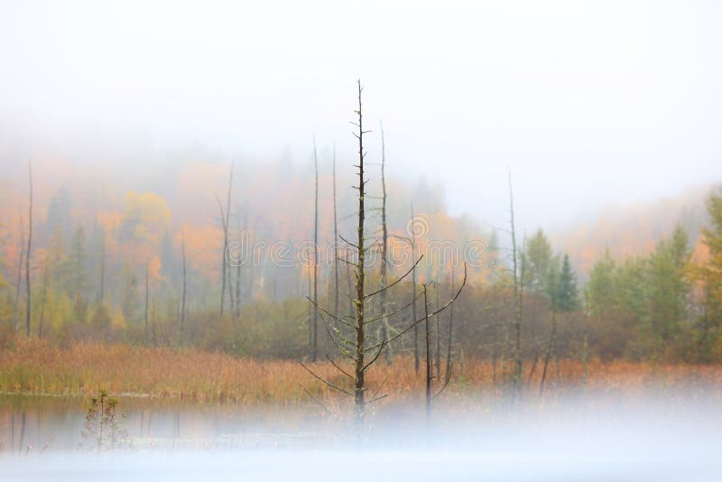 Alberi asciutti di autunno presi in nebbia fotografia stock Alberi asciutti di autunno presi in nebbia fotografia stock