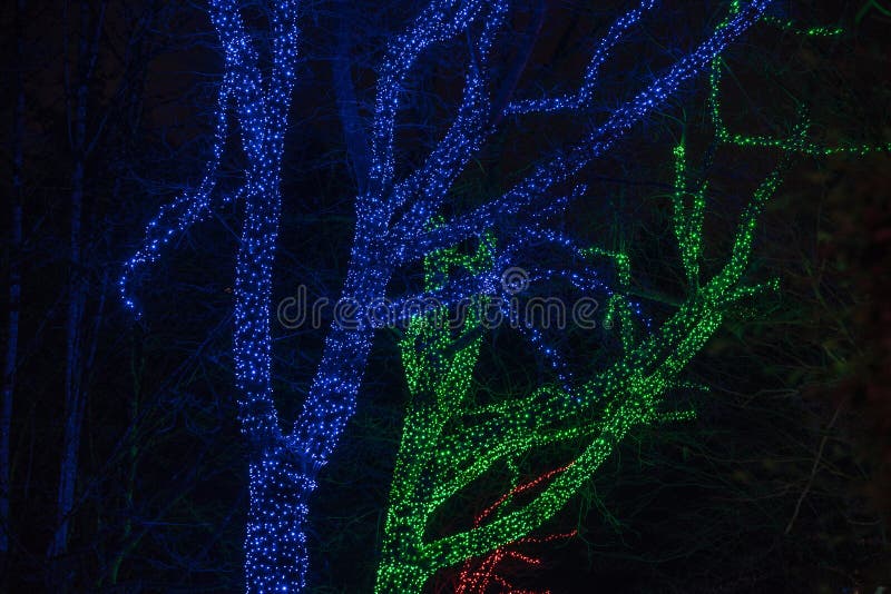Alberi avvolti con la maglia delle luci di Natale immagini stock libere da diritti Alberi avvolti con la maglia delle luci di Natale immagini stock libere da diritti