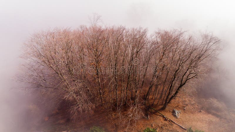 Alberi avvolti in nebbia nell'inverno immagini stock Alberi avvolti in nebbia nell'inverno immagini stock