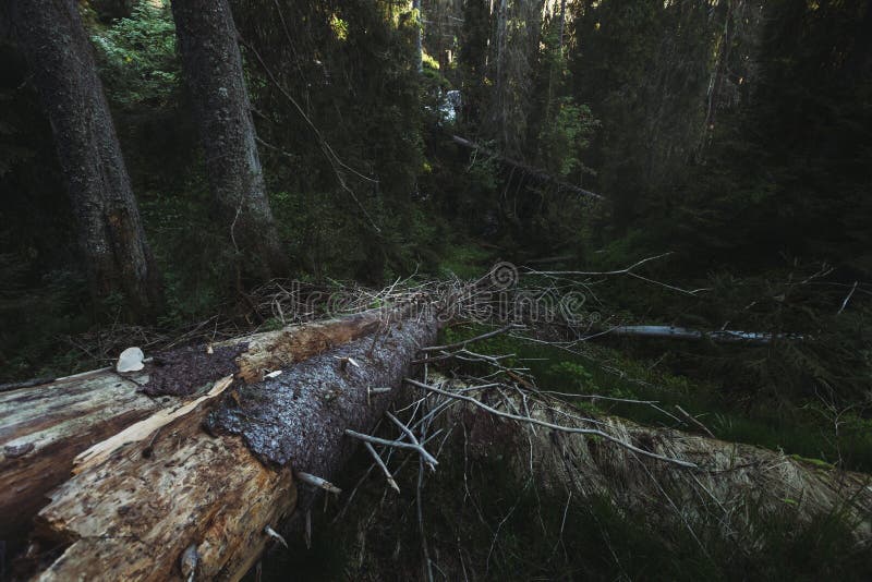 Alberi caduti in foresta vergine verde dei pini Terreno boscoso scuro fotografia stock Alberi caduti in foresta vergine verde dei pini Terreno boscoso scuro fotografia stock