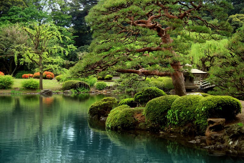 Alberi calmi del lago e di bonzai zen
