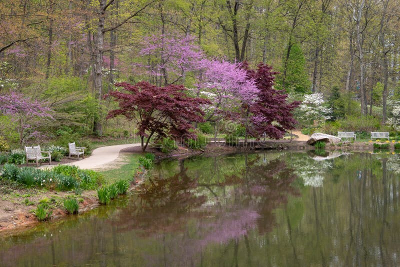 Colorful trees blooming in spring next to a small pond at Edith J. Carrier Arboretum, James Madison University, Virginia, US. Colorful trees blooming in spring next to a small pond at Edith J. Carrier Arboretum, James Madison University, Virginia, US