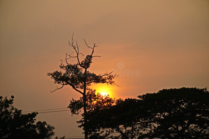 Alberi con il fondo di tramonto immagini stock libere da diritti Alberi con il fondo di tramonto immagini stock libere da diritti