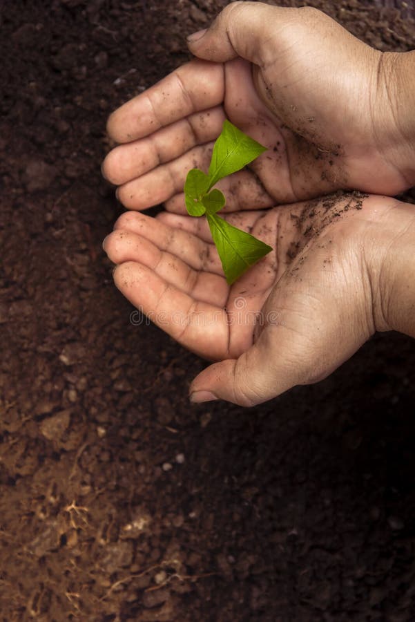 Alberi con soldi, soldi di risparmio e le mani crescenti fotografia stock Alberi con soldi, soldi di risparmio e le mani crescenti fotografia stock