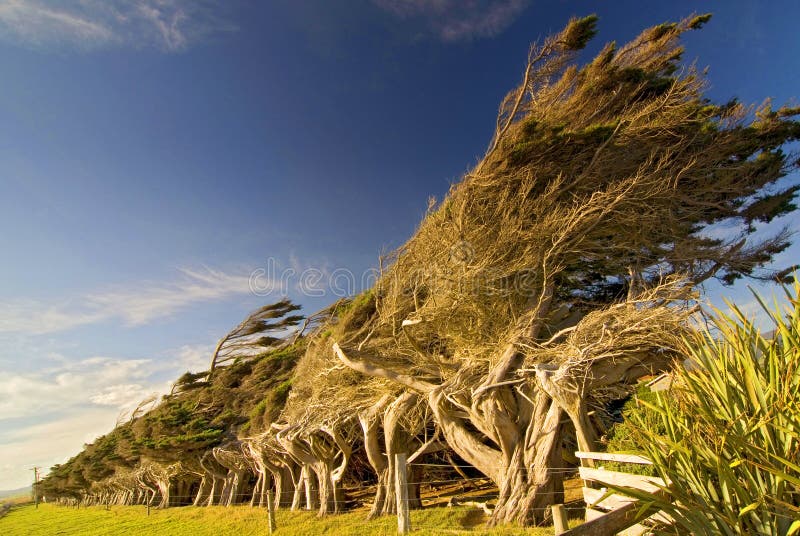 Alberi costieri esposti al vento al punto del pendio in Nuova Zelanda