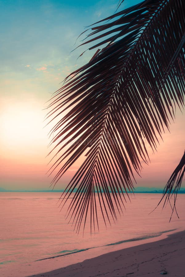 Alberi del cocco della siluetta sulla spiaggia al tramonto fotografia stock Alberi del cocco della siluetta sulla spiaggia al tramonto fotografia stock