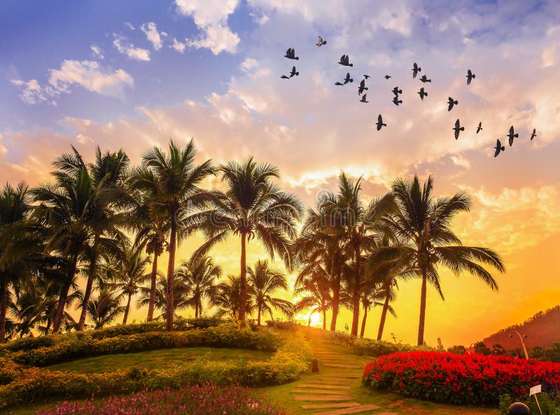 Alberi del cocco sull'insieme variopinto del sole fotografia stock libera da diritti Alberi del cocco sull'insieme variopinto del sole fotografia stock libera da diritti