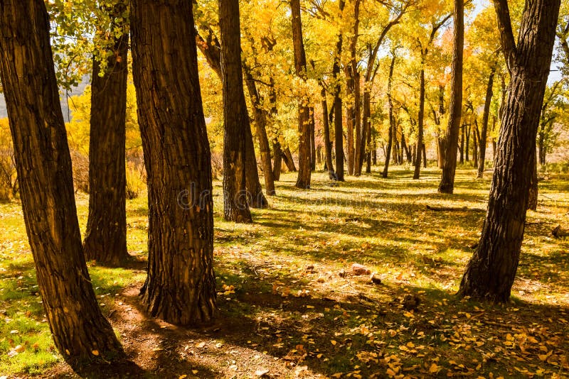 Alberi del pioppo in autunno fotografia stock Alberi del pioppo in autunno fotografia stock