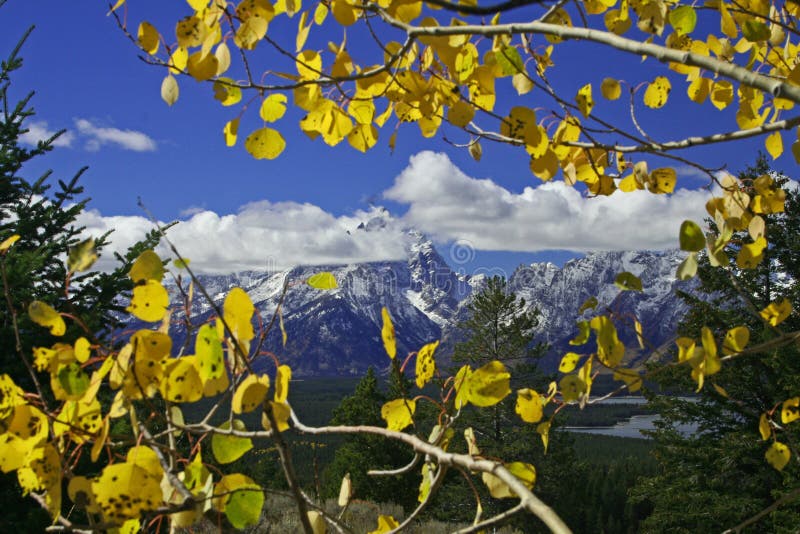 Alberi di autunno davanti alle montagne
