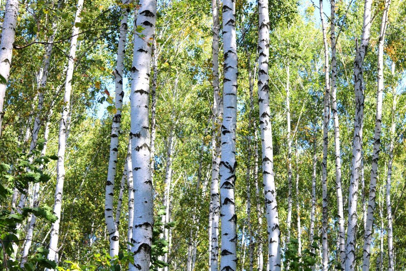 Alberi di betulla con le foglie verdi e tronchi bianchi di estate fotografia stock libera da diritti Alberi di betulla con le foglie verdi e tronchi bianchi di estate fotografia stock libera da diritti