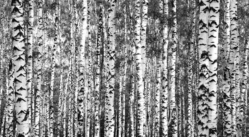Alberi di betulla dei tronchi in bianco e nero fotografia stock libera da diritti Alberi di betulla dei tronchi in bianco e nero fotografia stock libera da diritti