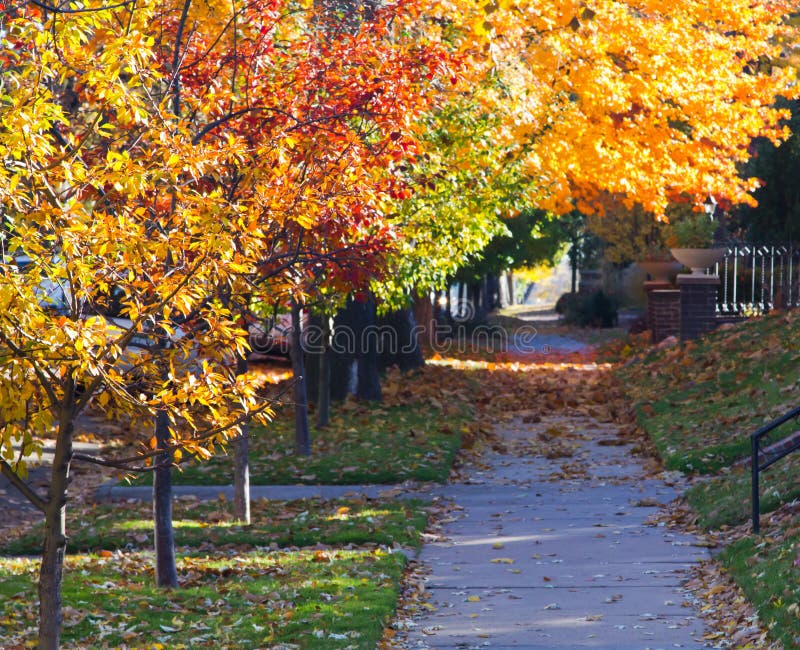 Alberi di caduta sopra il marciapiede della città - Denver Colorado fotografie stock libere da diritti