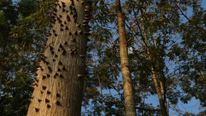 Alberi di cotone grandi e spinosi, antenati di alberi e cielo immagini stock Alberi di cotone grandi e spinosi, antenati di alberi e cielo immagini stock
