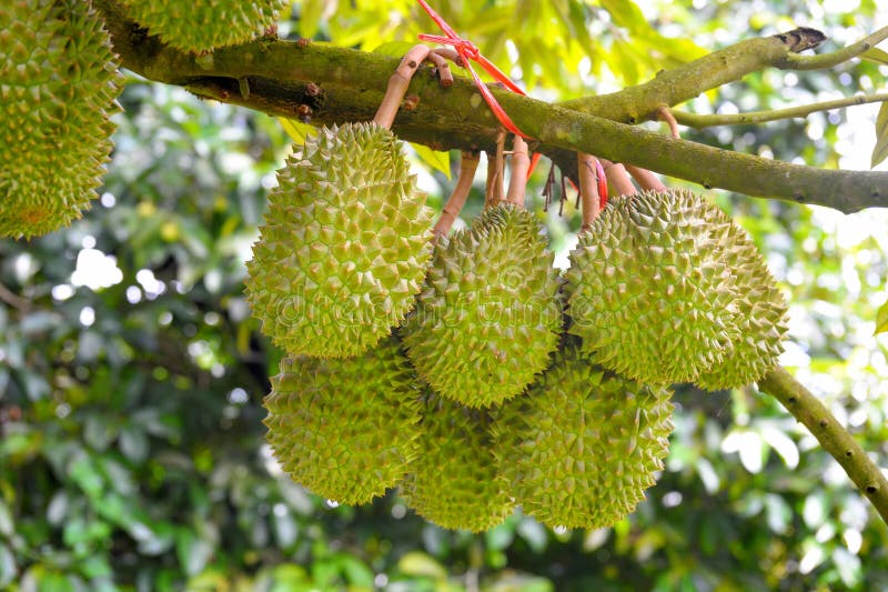 Alberi di Durian fotografia stock Alberi di Durian fotografia stock