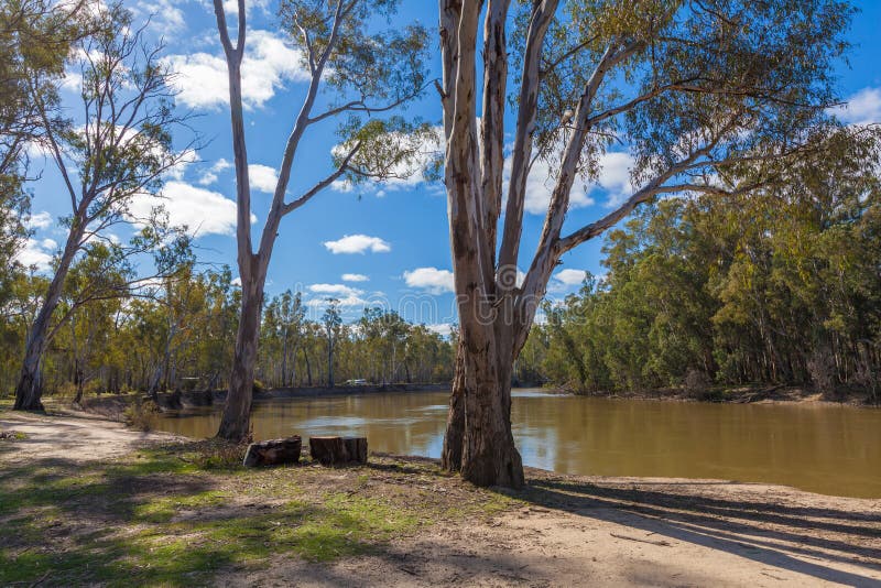 eucalyptus murray bail review eucalyptus murray bail review