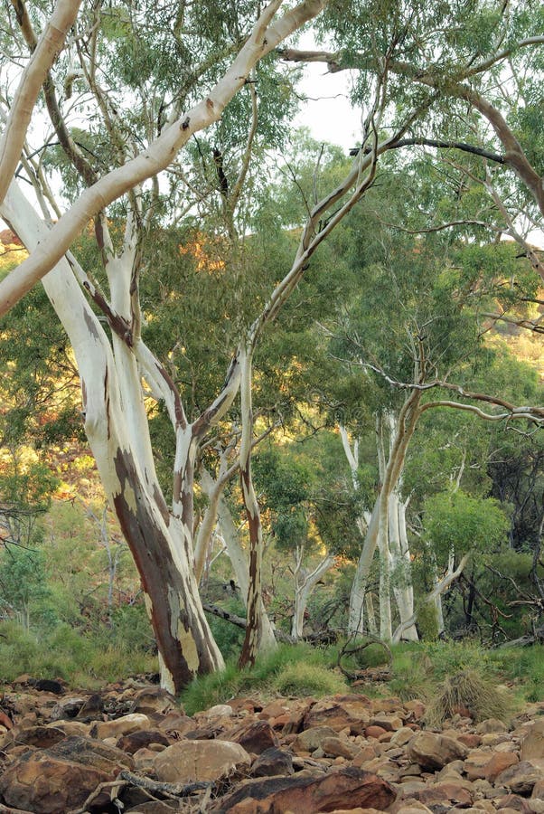 Alberi di gomme - eucalyptus australiano fotografie stock Alberi di gomme - eucalyptus australiano fotografie stock