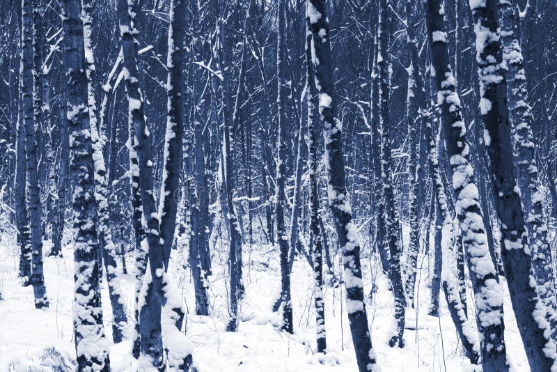 Winter trees in snow, England. Winter trees in snow, England