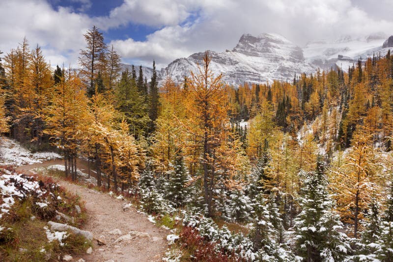 Alberi di larice nella caduta dopo prima neve, Banff NP, Canada immagine stock libera da diritti Alberi di larice nella caduta dopo prima neve, Banff NP, Canada immagine stock libera da diritti
