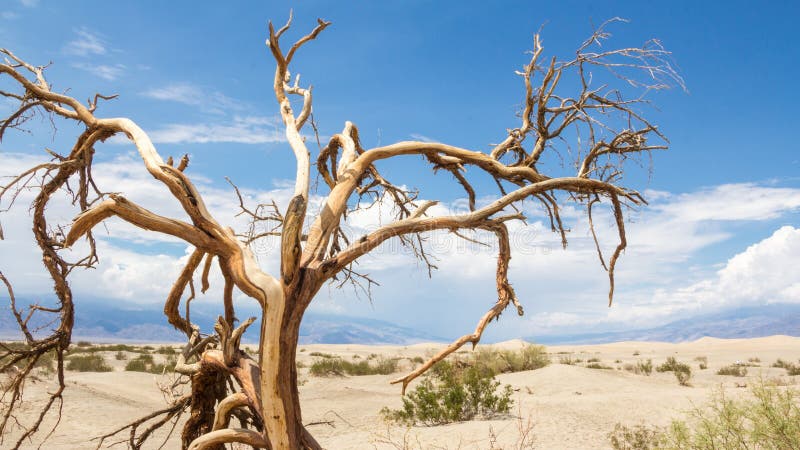 Alberi di morte nel parco nazionale di Death Valley immagini stock Alberi di morte nel parco nazionale di Death Valley immagini stock