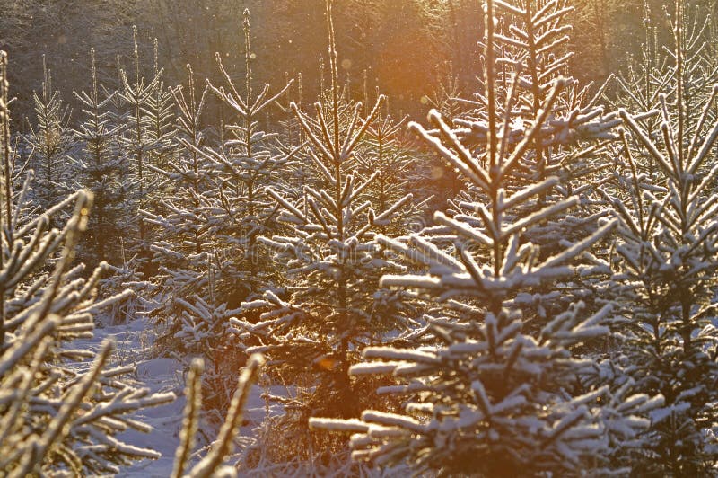 Alberi di Natale di Snowy fotografie stock Alberi di Natale di Snowy fotografie stock