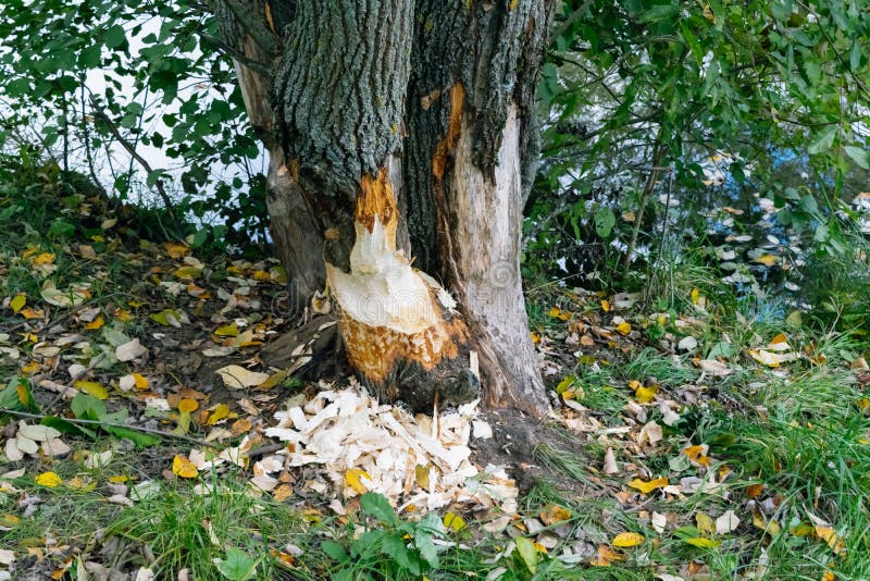 Tree after beavers near the river in the forest. Summer landscape. Tree after beavers near the river in the forest. Summer landscape.