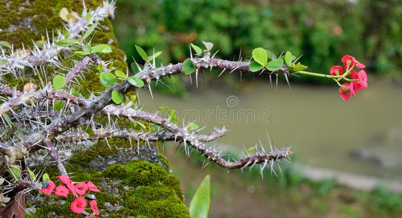 Alberi e fiori di milii dell'euforbia al giardino botanico a Singapore immagini stock libere da diritti Alberi e fiori di milii dell'euforbia al giardino botanico a Singapore immagini stock libere da diritti