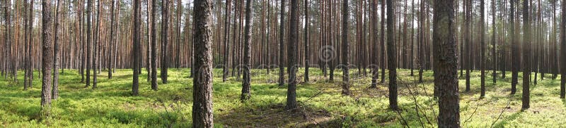 Alberi in foresta fotografia stock Alberi in foresta fotografia stock