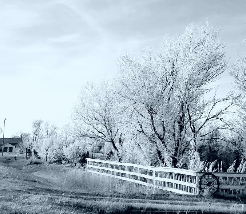 Alberi ghiacciati in bianco e nero fotografia stock libera da diritti Alberi ghiacciati in bianco e nero fotografia stock libera da diritti
