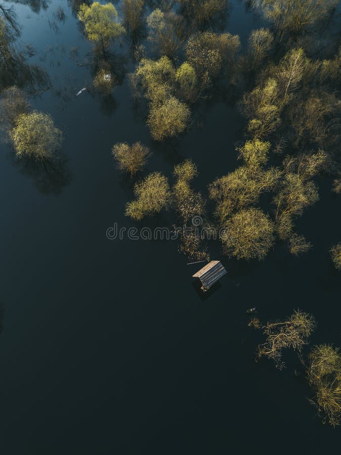 Alberi gialli nell'acqua Campagna sommersa fotografia stock libera da diritti Alberi gialli nell'acqua Campagna sommersa fotografia stock libera da diritti