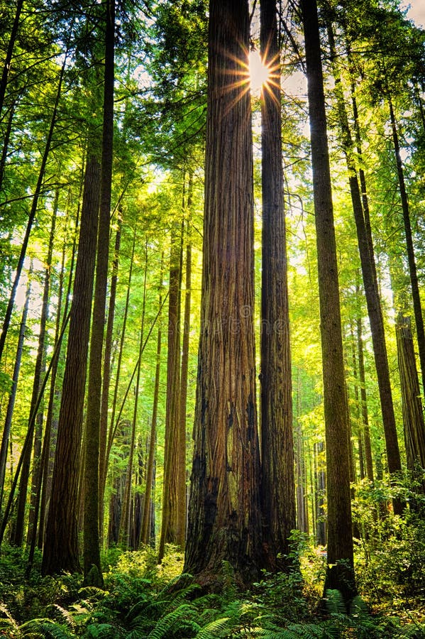 Alberi giganti della sequoia, California