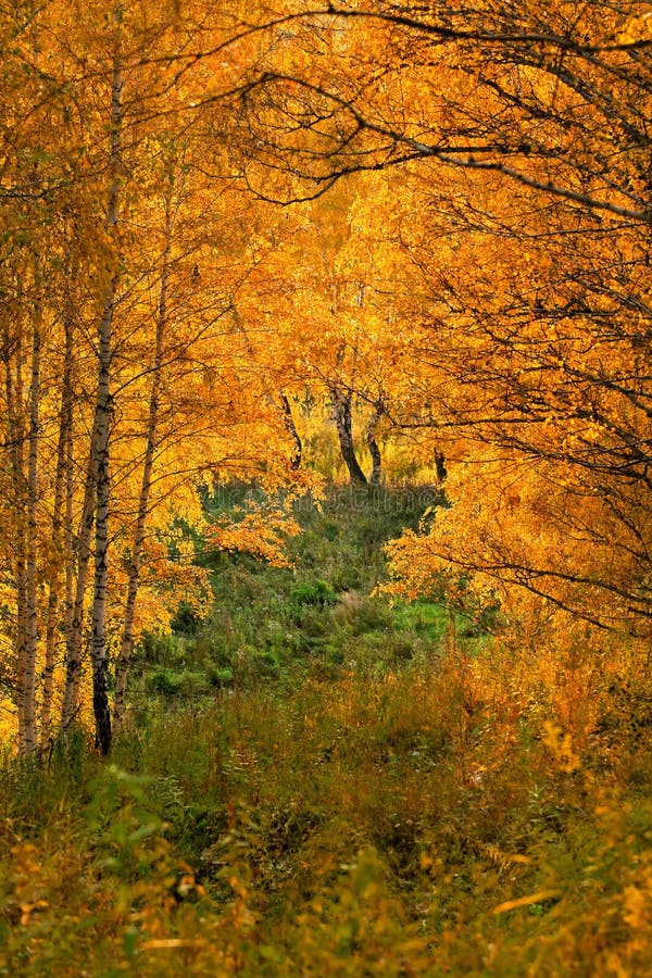 Alberi nella foresta di autunno