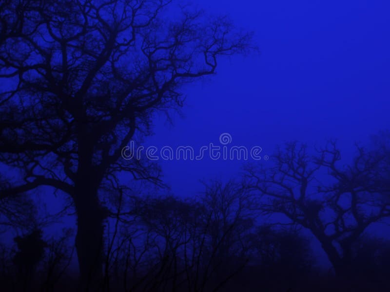 View of spooky looking trees taken with blue filter. View of spooky looking trees taken with blue filter