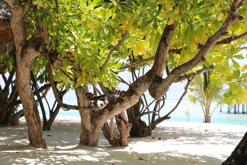 alberi sulla spiaggia delle Maldive dell'isola di Sun fotografia stock libera da diritti alberi sulla spiaggia delle Maldive dell'isola di Sun fotografia stock libera da diritti