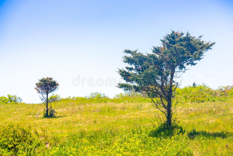 alberi Vento-soffiati dall'oceano in un campo di erba immagine stock libera da diritti alberi Vento-soffiati dall'oceano in un campo di erba immagine stock libera da diritti