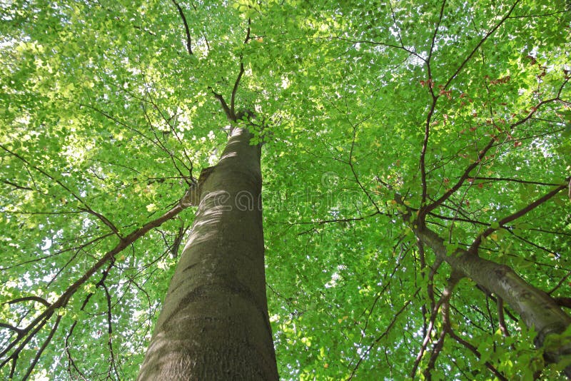 Alberi verdi vigorosi immagine stock Alberi verdi vigorosi immagine stock