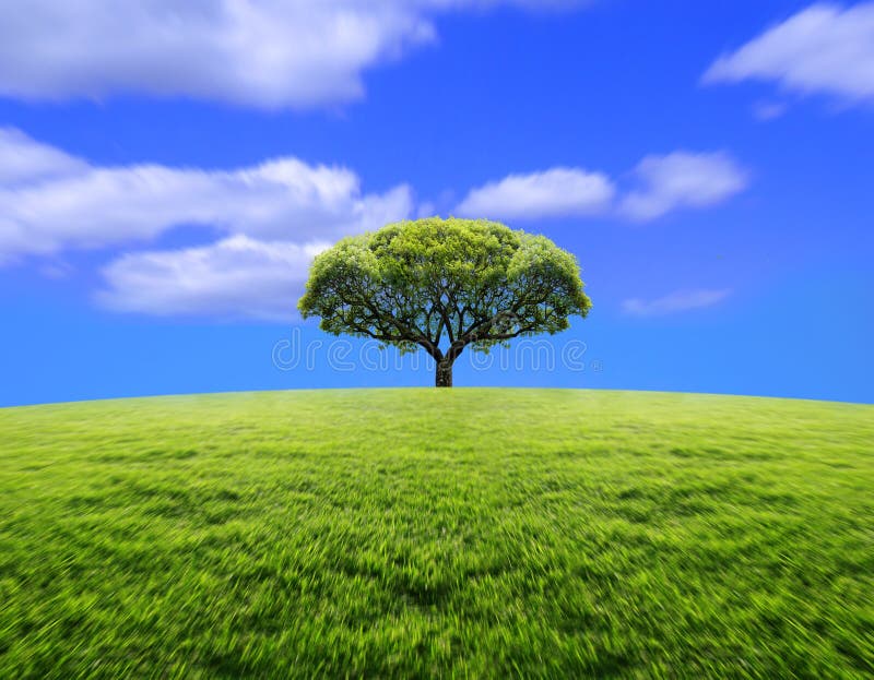 Albero Albero