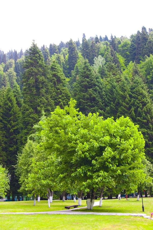 Albero fotografia stock libera da diritti
