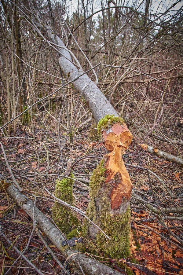 Cut down tree in the forest. Tree cut down by beavers in the woods. Cutting down timber. Cut down tree in the forest. Tree cut down by beavers in the woods. Cutting down timber