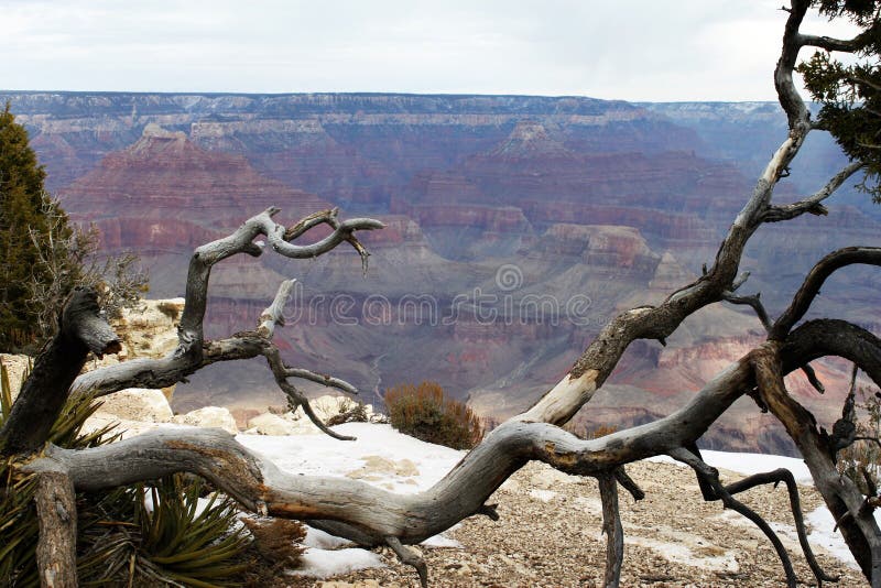 Albero al grande canyon fotografie stock libere da diritti Albero al grande canyon fotografie stock libere da diritti
