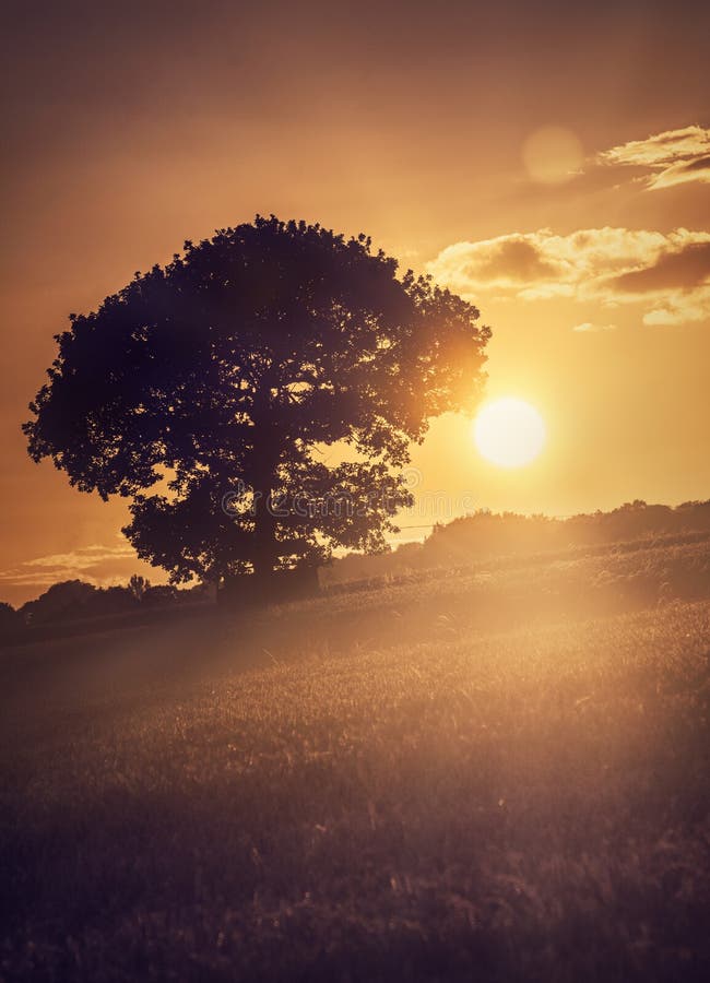 Albero al tramonto fotografia stock Albero al tramonto fotografia stock