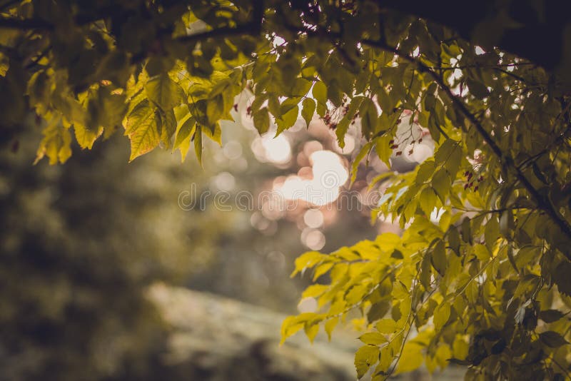 Albero al tramonto fotografia stock Albero al tramonto fotografia stock