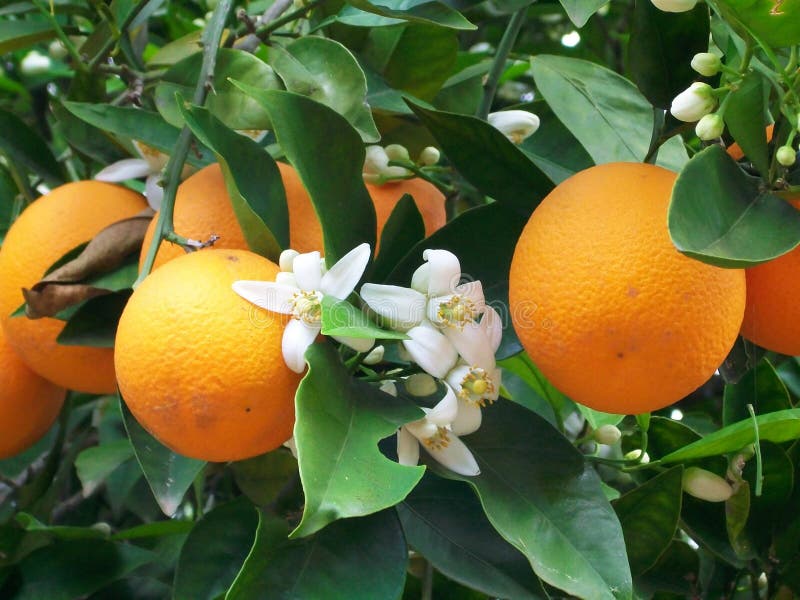 Albero arancione