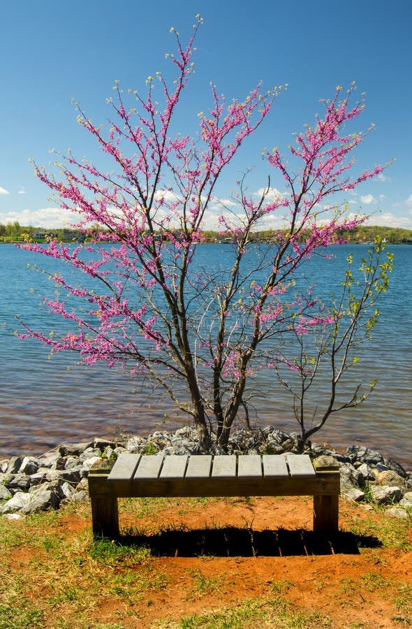 Albero, banco e lago di Redbud immagini stock Albero, banco e lago di Redbud immagini stock