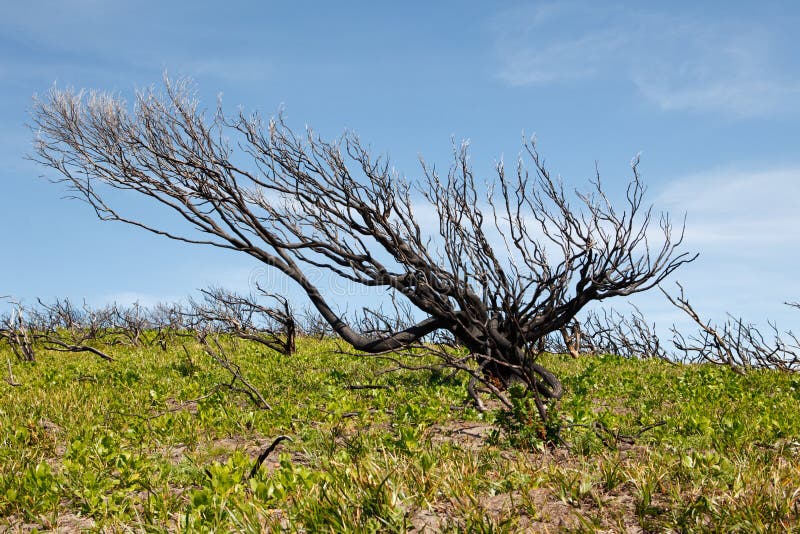 Albero bruciato in australiano outback immagini stock libere da diritti Albero bruciato in australiano outback immagini stock libere da diritti