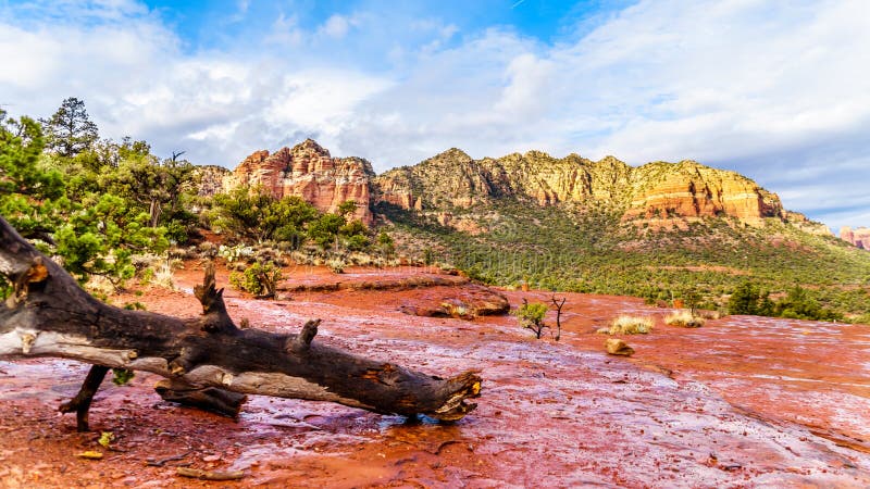 Albero caduto dopo una tempesta della pioggia sulle rocce rosse della foresta nazionale di Coconino, con nei precedenti la roccia immagine stock libera da diritti Albero caduto dopo una tempesta della pioggia sulle rocce rosse della foresta nazionale di Coconino, con nei precedenti la roccia immagine stock libera da diritti