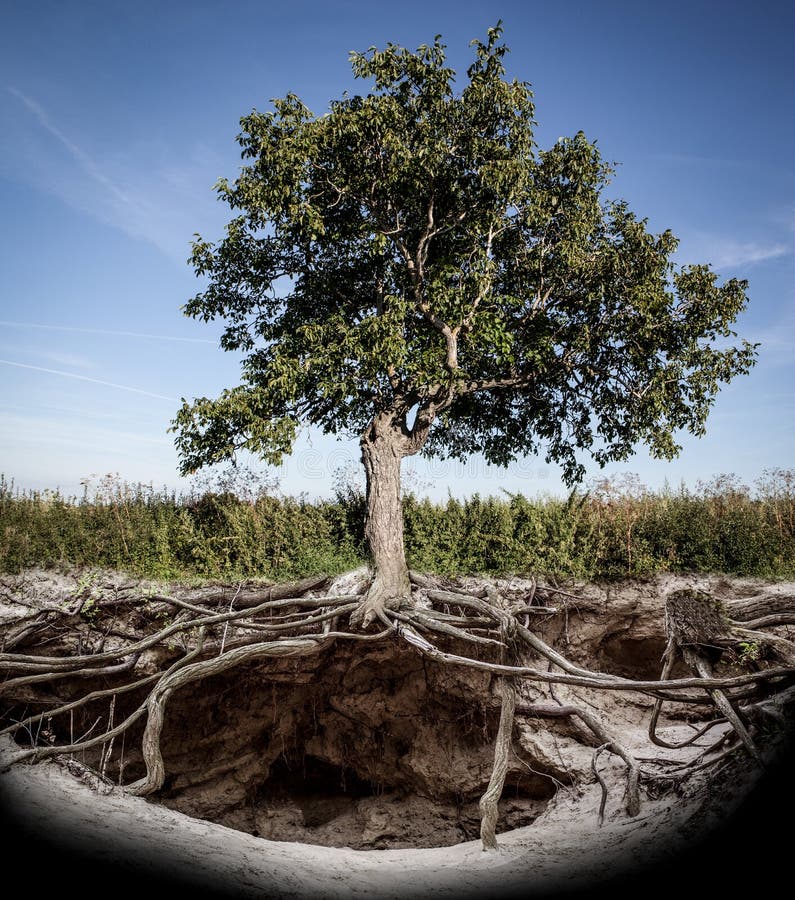 Albero Con Le Radici E La Tana Fotografia Stock - Immagine di porto