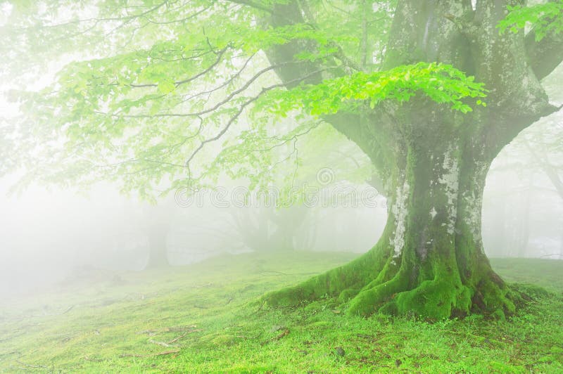 Albero con nebbia e bella luce sulla molla immagine stock Albero con nebbia e bella luce sulla molla immagine stock